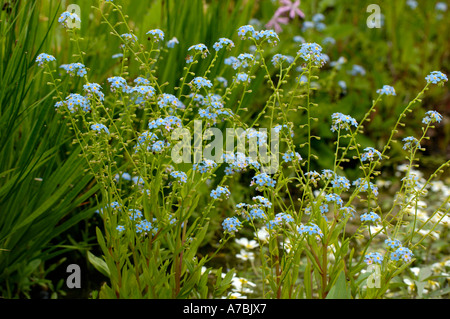 Acqua blu-speedwell Foto Stock