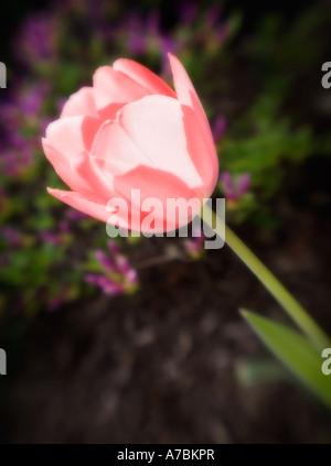 Singola rosa pallido tulip contro uno sfondo scuro chiazzato con minuscoli fiori viola Foto Stock