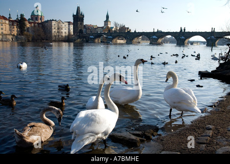 Il tempo di alimentazione per i cigni, vicino al Ponte Carlo, Praga Foto Stock