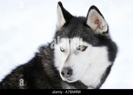 Faccia di un blu e marrone eyed siberian husky guardando indietro sulla neve in inverno Foto Stock