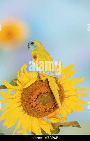Pappagallo turchese (Neophema pulchella) arroccato su un girasole Foto Stock