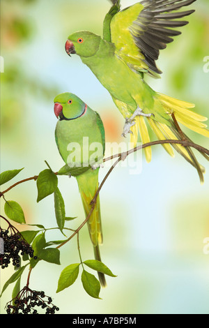 Parco con anelli di rose, parco con collo ad anello (Psittacula krameri). Accoppiare su un ramoscello Foto Stock