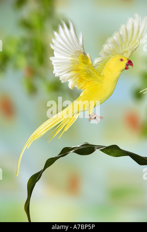 Anello di colli di parrocchetto - battenti / Psittacula krameri Foto Stock