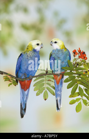 Un pallido intitolata Rosella (Platycercus adscitus). Coppia appollaiato sulla fruttificazione Rowan ramoscello Foto Stock