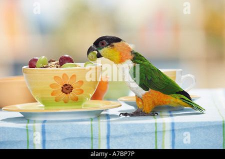 Testa nera caicco sulla tavola con l'uva nel becco Pionites melanocephala Foto Stock