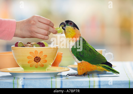 Nero Caicco con testa sul tavolo ottenendo un'uva Pionites melanocephala Foto Stock