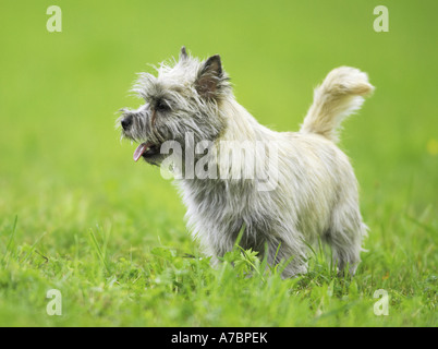 Cairn Terrier. Cane adulto in piedi su un prato. Germania Foto Stock