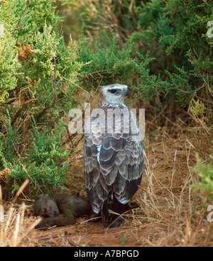 African Hawk Eagle Foto Stock