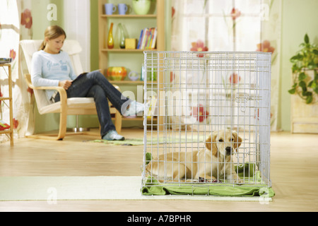 Cucciolo di golden retriever della scatola per il trasporto Foto Stock