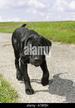 Giovani Labrador Retriever Foto Stock