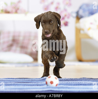 Appartamento rivestite Retriever cucciolo - giocando con sfera Foto Stock