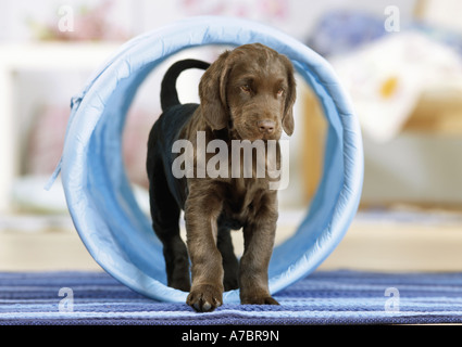 Agilità : Appartamento rivestite Retriever cucciolo nel tunnel Foto Stock