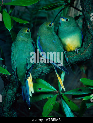 Blu-winged erba Feinsittich Parrakeet Foto Stock