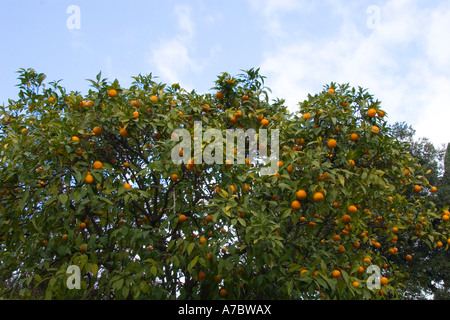 Albero, mandarino, dal fondo, foglie verde, grandi, sky, close up, blu, arancione, frutta, natura, raccolto, mangiare, salita Foto Stock