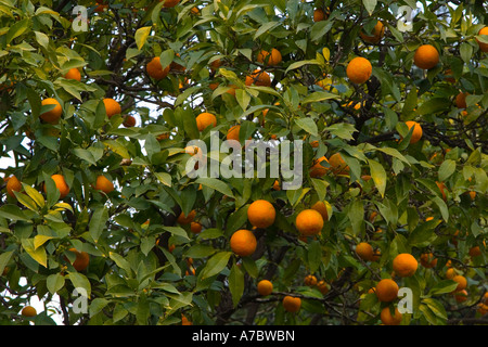 Albero, mandarino, arancia, close up, natura, frutta, foglie, nuvole, dal fondo Foto Stock