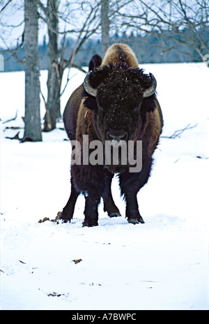 Woodland Bison Foto Stock