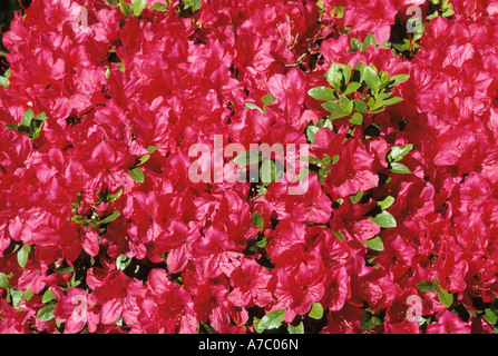 Azalea rossa Bush con Fiori in piena fioritura Foto Stock