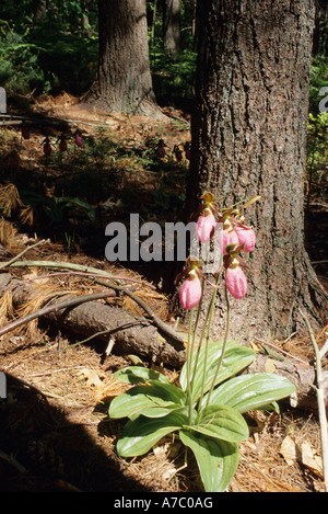 Pink Lady pantofola piante in fiore nella foresta Foto Stock