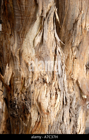 Sulla corteccia di albero di eucalipto tronco Sud Australia Foto Stock