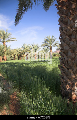 Valle fertile terra di palme da dattero e terreni agricoli Fiume Valle di Draa, Marocco, Africa del nord Foto Stock