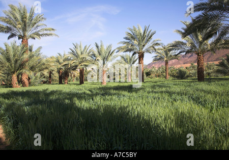 Valle fertile terra di palme da dattero e terreni agricoli Fiume Valle di Draa, Marocco, Africa del nord Foto Stock