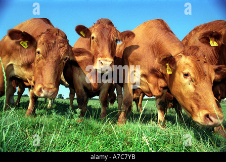 South Devon bovini da carne Foto Stock