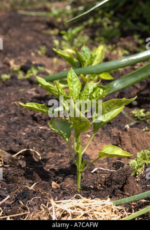 Giovani pianta di capsicum Foto Stock