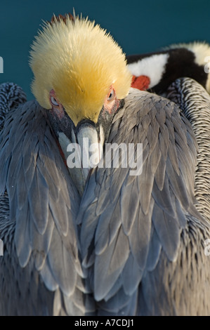 Chiudere l immagine della California Brown Pelican in appoggio con bill nascosto in piume Foto Stock