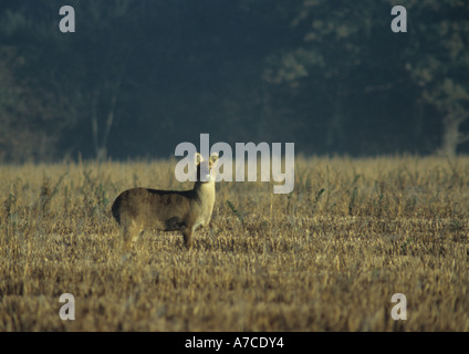 Acqua cinese deer (Hydropotes inermis)su Benacre Estate in Suffolk nel Regno Unito Foto Stock