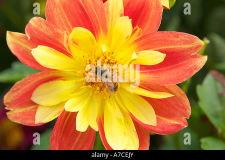 Bee per raccogliere il polline dal rosso e giallo girasole messicano Foto Stock
