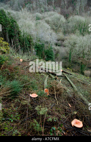 Douglas Fir alberi abbattuti prima di reimpianto con boschi di conifere e latifoglie, Galles. Foto Stock