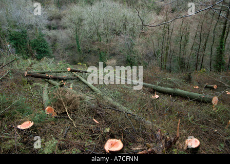 Douglas Fir alberi abbattuti prima di reimpianto con boschi di conifere e latifoglie, Galles. Foto Stock