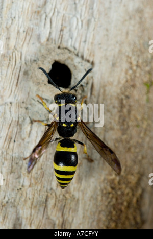 Mason Wasp Ancistrocerus sp. Primo piano, Galles, Regno Unito. Foto Stock