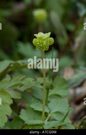 Moschatel sul bosco di primavera, Adoxa Moschatellina, Galles, Regno Unito. Foto Stock