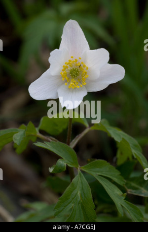 Fiore singolo di legno di Anemone in un bosco di primavera, Anemone nemorosa, Galles, Regno Unito. Foto Stock