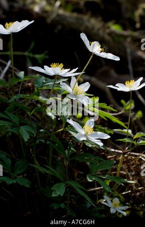 Gruppo di fiori retroilluminati di legno Anemone in primavera, Anemone nemorosa, Galles, Regno Unito Foto Stock