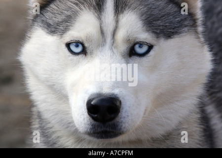 Close up racing husky dog face con gli occhi blu Foto Stock