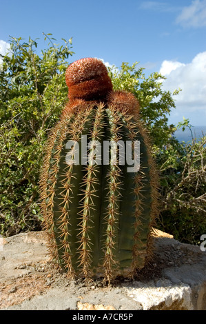 La grande sferica dello stelo verde e ispido rosso cappuccio cilindrico tipico delle teste di turco cactus, che cresce su una parete, Antigua Foto Stock