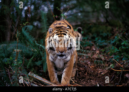 Tigre Siberiana Panthera tigris altaica stalking attraverso la foresta di animali in cattività America del Nord Foto Stock