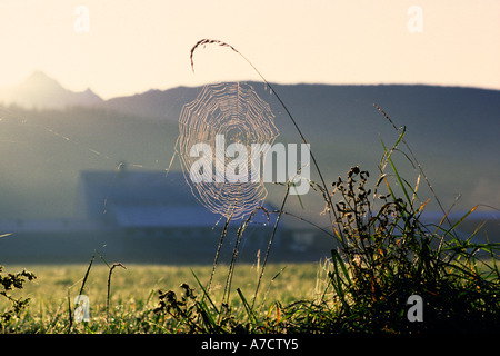 Coperti di rugiada spider web pende da erba alta a sunrise con dairy barn in ombre Skagit Valley nello Stato di Washington STATI UNITI D'AMERICA Foto Stock