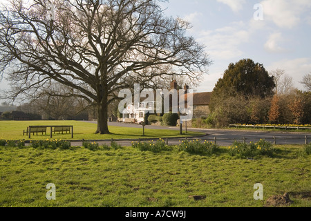 TILFORD SURREY UK Marzo guardando attraverso il daffodil circondato villaggio verde verso il popolare orzo Mow Pub Foto Stock