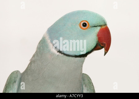 Collo ad anello parrocchetto (Psittacula krameri) Foto Stock