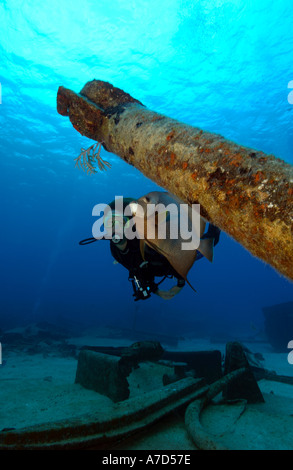 Subacqueo e grigio ANGELFISH POMACANTHUS ARCUATUS sull'ORO VERDE RELITTO GRAND CAYMAN Foto Stock