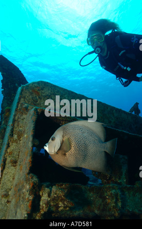 Subacqueo e grigio ANGELFISH POMACANTHUS ARCUATUS sull'ORO VERDE RELITTO GRAND CAYMAN Foto Stock
