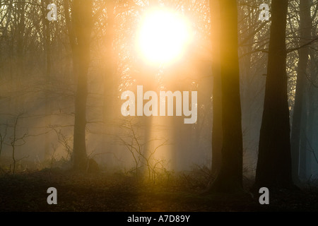 Alba di luce dorata di produzione di alberi di luce su un gelido inverno mattina anche se gli alberi in una foresta, Dorset, England, Regno Unito Foto Stock