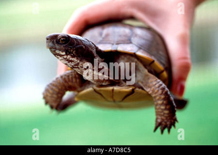 Childs mano azienda box turtle Foto Stock