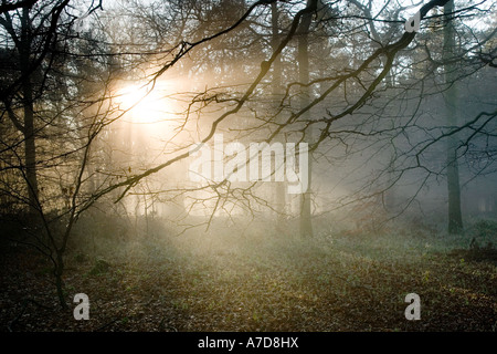 Alba di luce dorata di produzione di alberi di luce su un gelido inverno mattina anche se gli alberi in una foresta, Dorset, England, Regno Unito Foto Stock