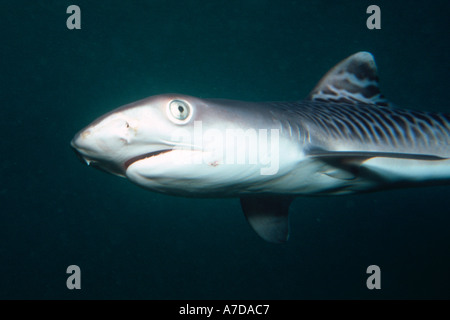 Tiger Shark pup Galeocerdo cuvier Oahu Hawaii N Pacific Foto Stock