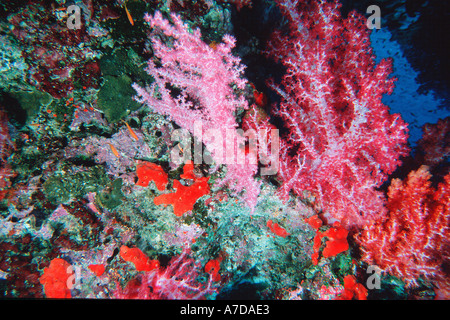 Coralli molli Dendronephthya sp Isole Similan Thailandia Mare delle Andamane Foto Stock