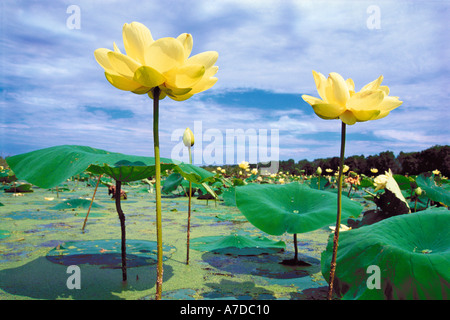 American Lotus in lagune del fiume Mississippi a Mark Twain National Wildlife Refuge Illinois Foto Stock